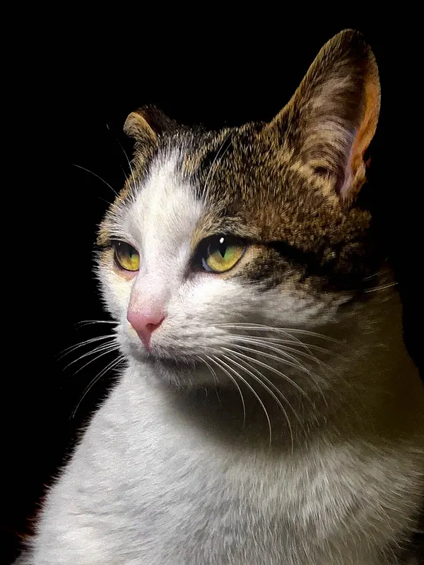 monty cat